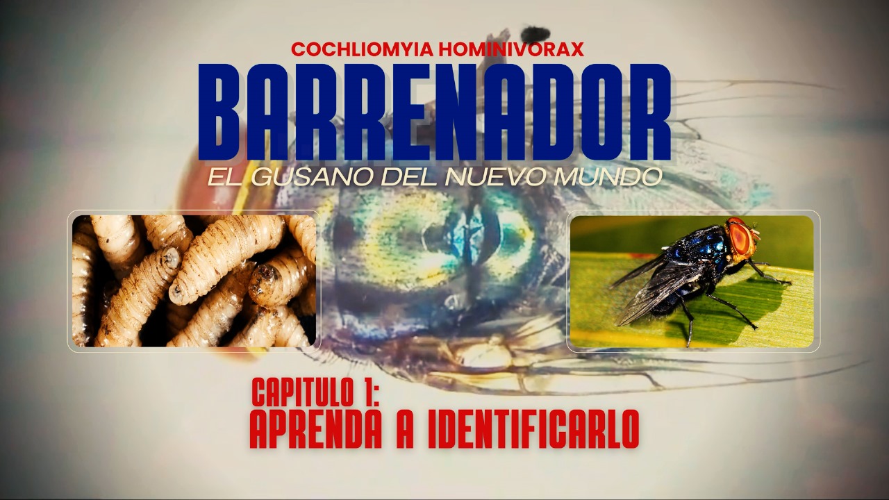 El Gusano del Nuevo Mundo
