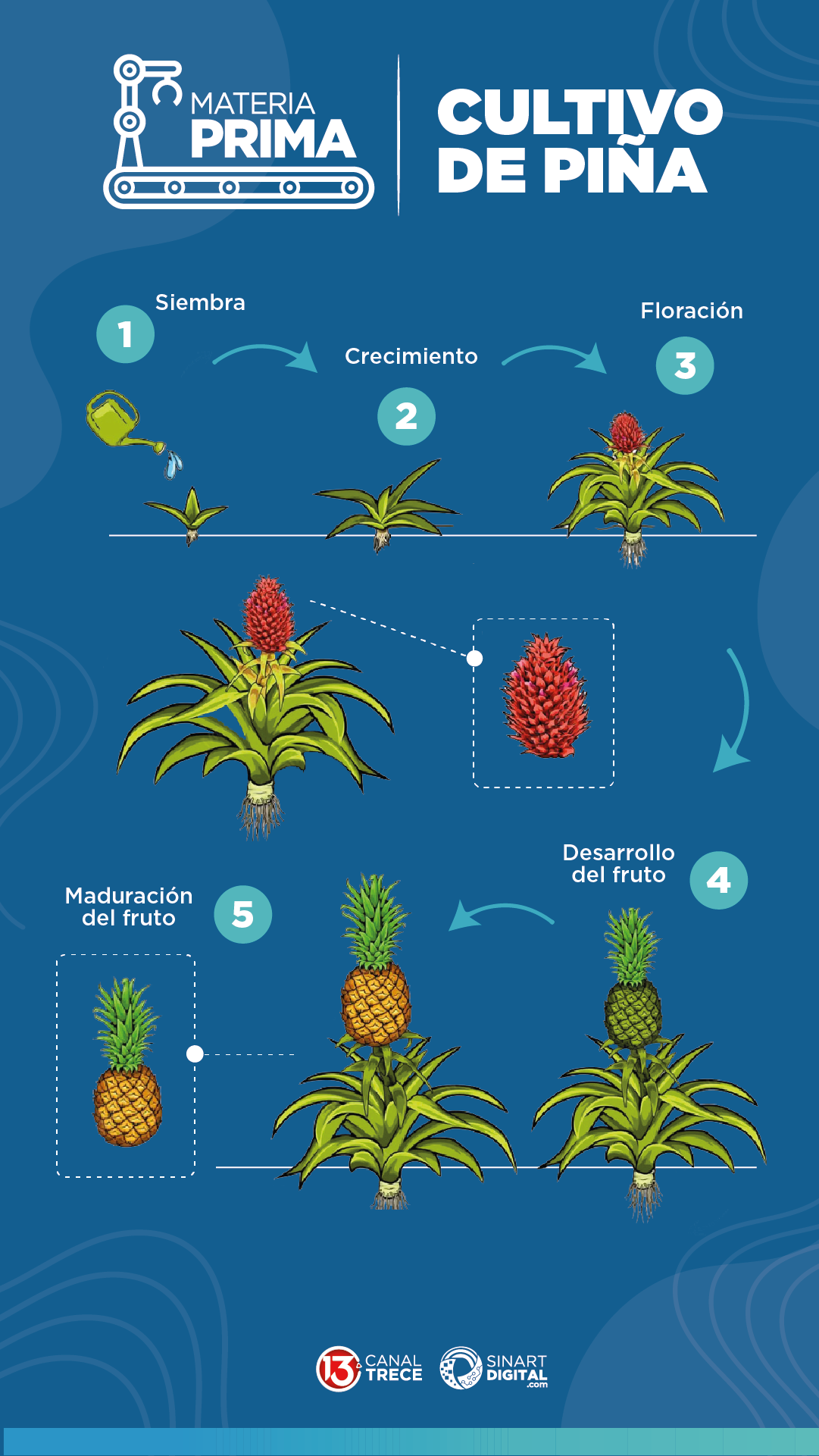 Cultivo de Piña