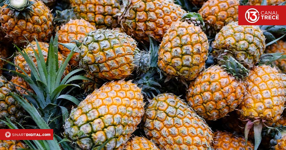 Así se produce la piña que Costa Rica exporta a otros países