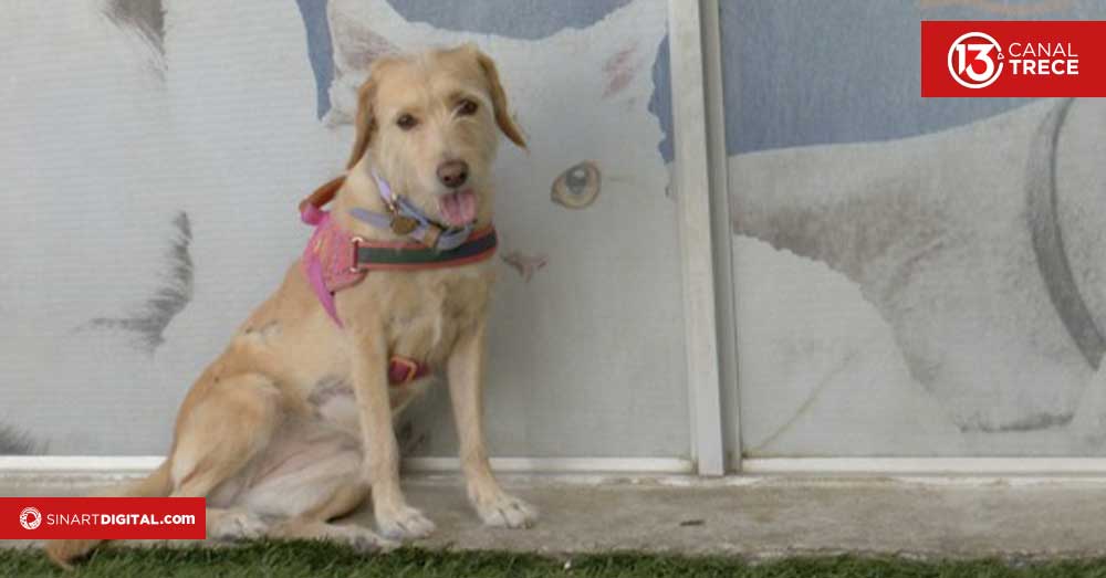 Garrapatas viven más en áreas del hogar que en cuero de mascotas 