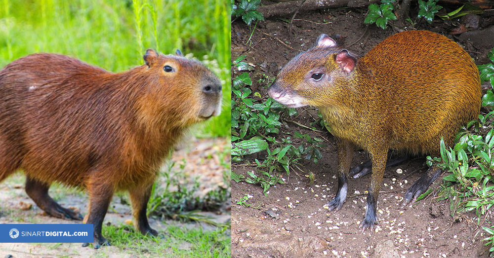 CAPIBARA4