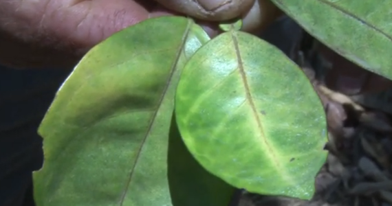 Los diputados aprobaron un proyecto de ley que busca proteger la producción de cítricos en el país