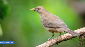 El Yigüirro | Símbolos Nacionales