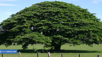 El Árbol de Guanacaste | Símbolos Nacionales