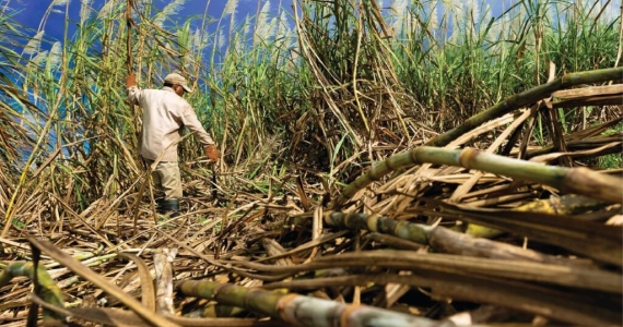 Caña de azúcar, banano y café son los cultivos que más aportan a la economía nacional 