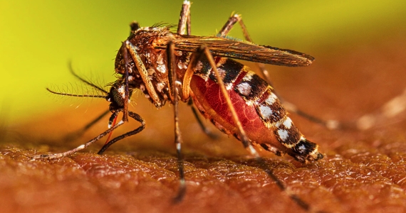 Salud define nuevo protocolo para atender a enfermos con dengue