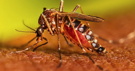 Expertos dan recomendaciones para evitar contagio de dengue