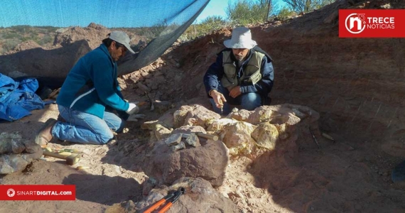 Hallan en Argentina una nueva especie de dinosaurio saurópodo