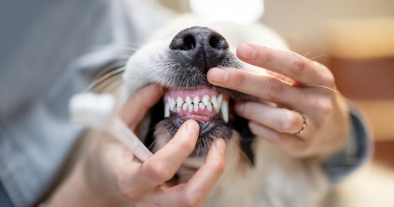 No se deben hacer limpiezas dentales sin anestesia a mascotas