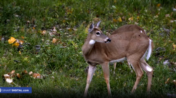 El Venado Cola Blanca | Símbolos Nacionales