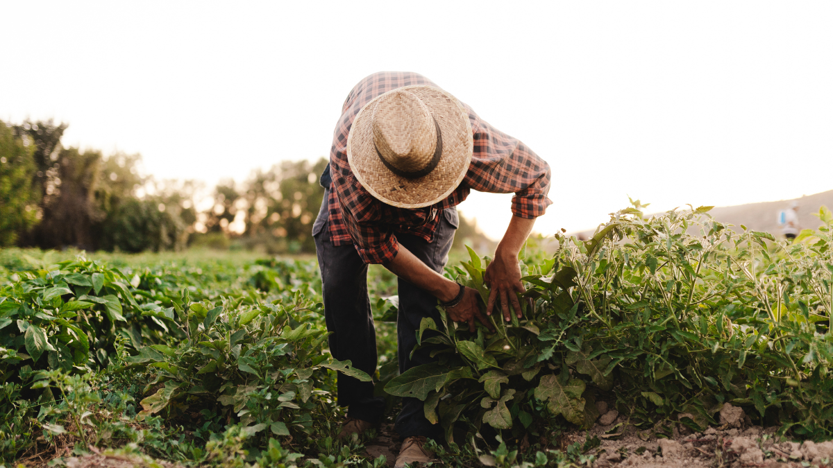 Día del Agricultor: 200 mil costarricenses beneficiados con recursos implementados en sector rural