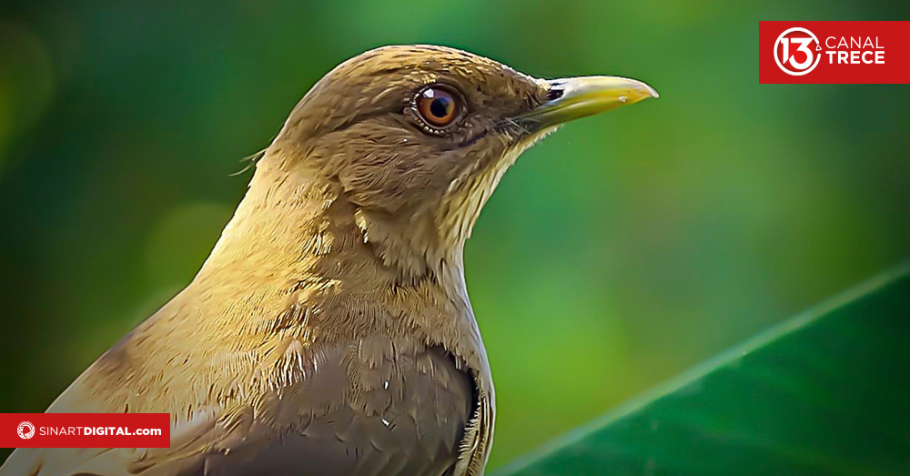 UNED lanza monitoreo acústico para estudiar aves y su comportamiento ante variables climáticas. 