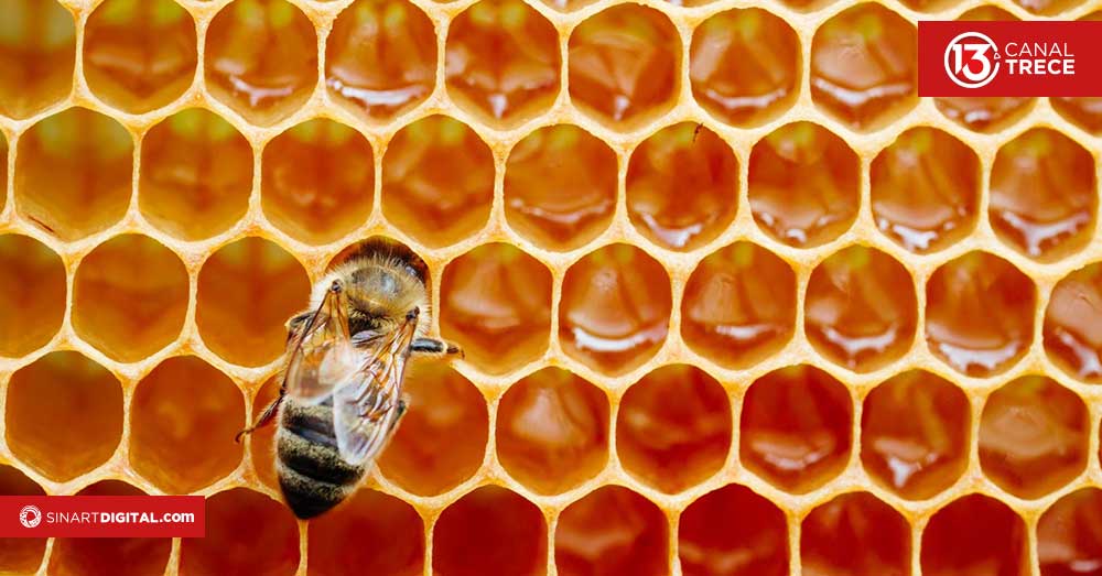 ¿De qué manera se produce la miel de abeja? Conozca los productos de la colmena