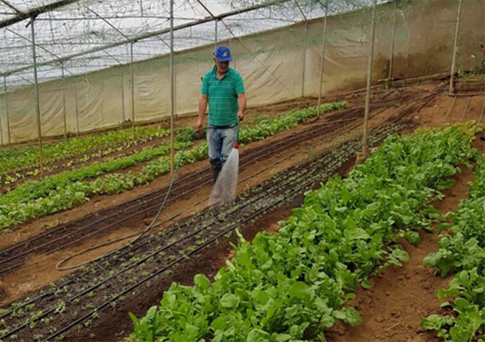 31 millones de kilos de orgánicos nacionales llegaron a mercados exigentes 