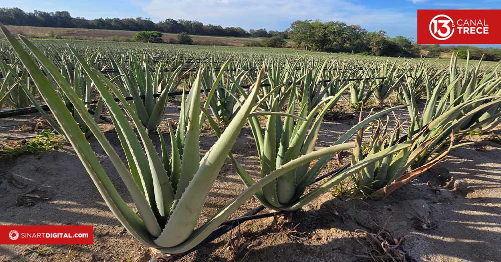 Así se produce el gel de aloe vera Así se produce el gel de aloe vera