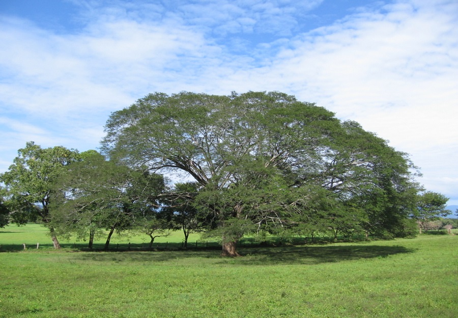 Curiosidades e historia entorno al árbol de Guanacaste