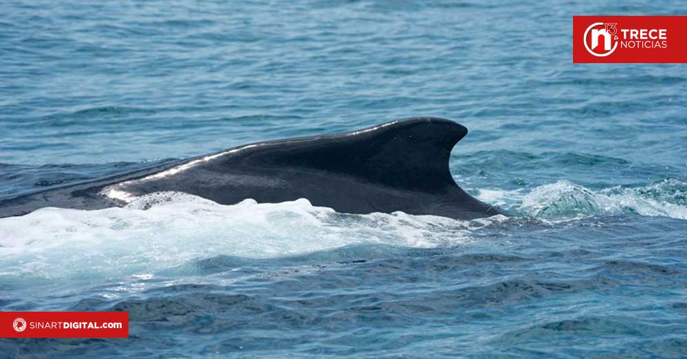 Una gigantesca agenda en Bahía Ballena 