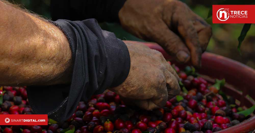 Sector cafetero alerta sobre fuerte caída en rentabilidad por tipo de cambio y precios internacionales