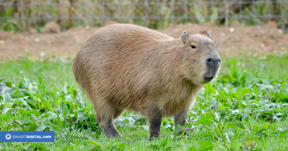 Las capibaras: el inesperado fenómeno viral del mundo animal