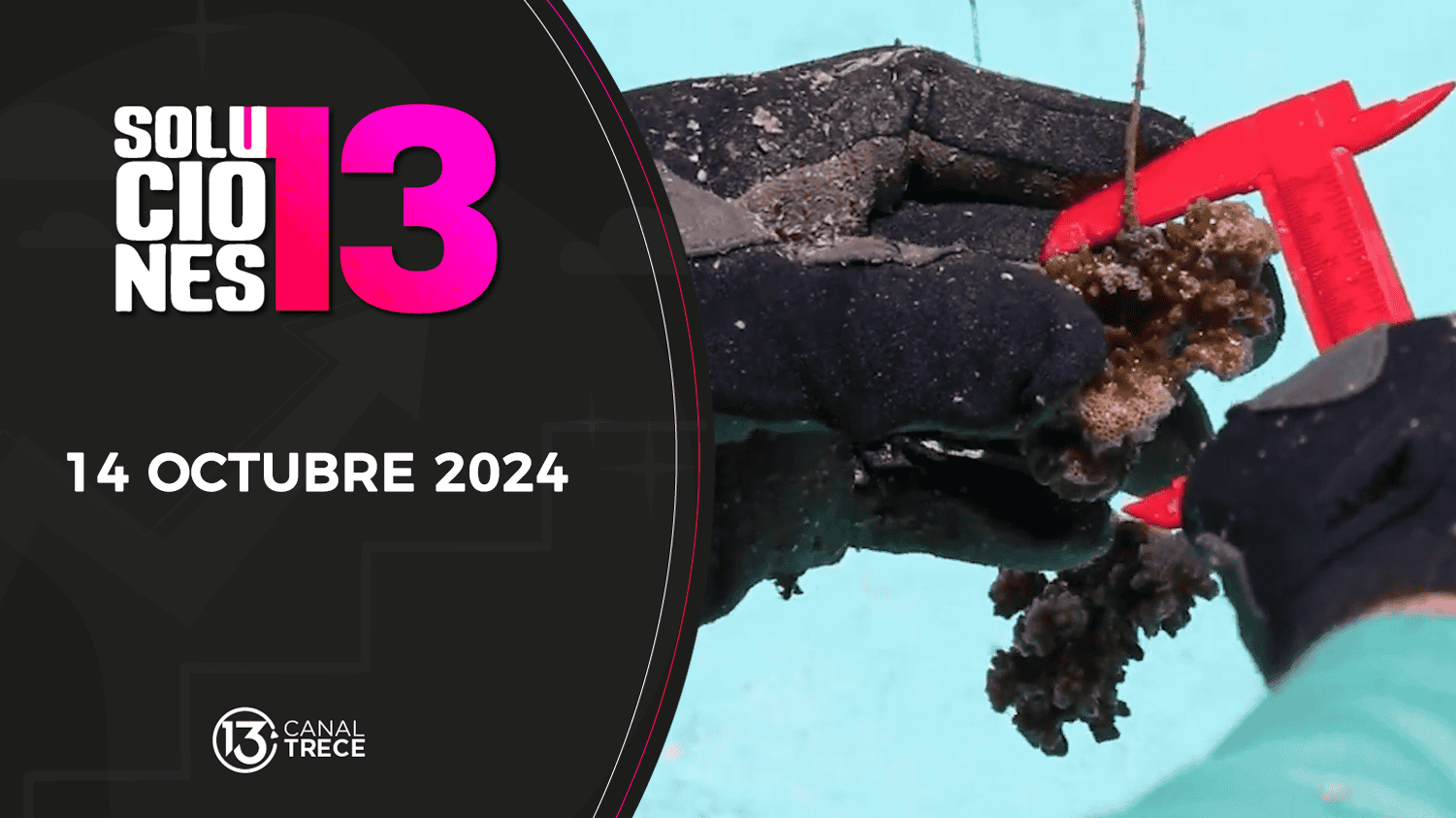 Soluciones del 13 | 14 Octubre 2024