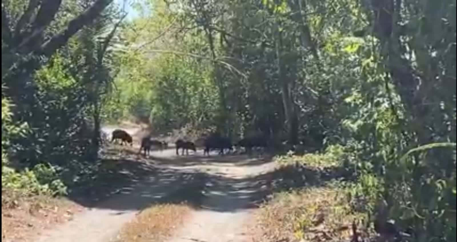 Chanchos de monte migran hacia la desembocadura del Río Platanares