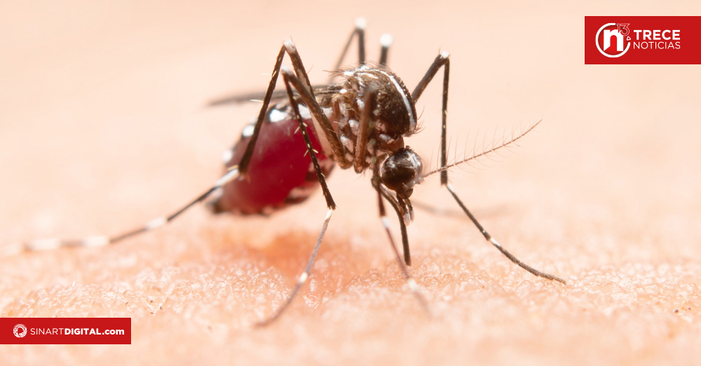 Día Internacional del Dengue: 82% menos casos, pero la prevención sigue siendo clave