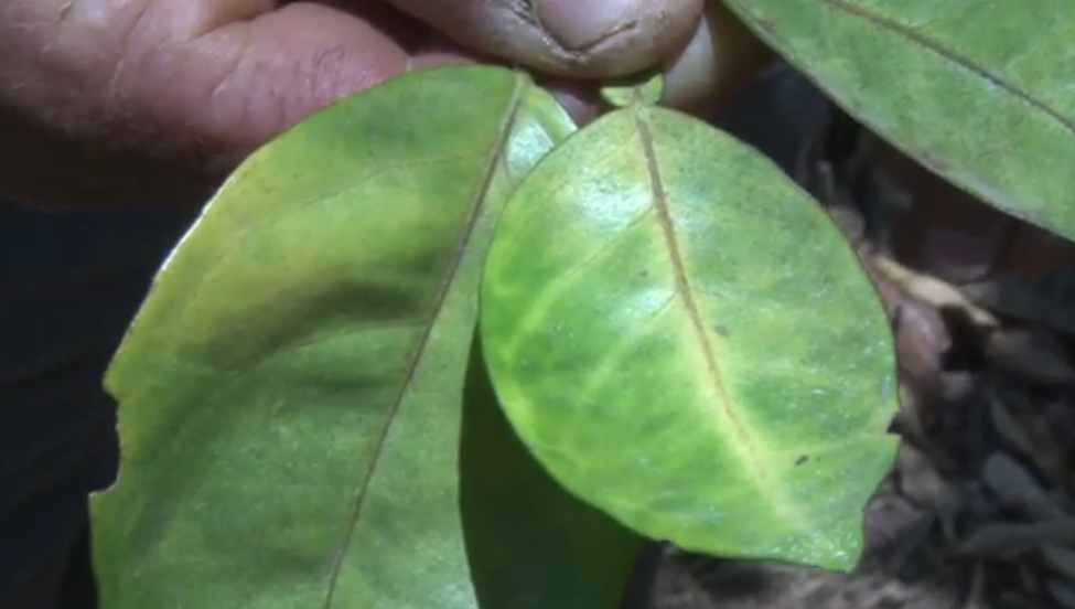 Los diputados aprobaron un proyecto de ley que busca proteger la producción de cítricos en el país