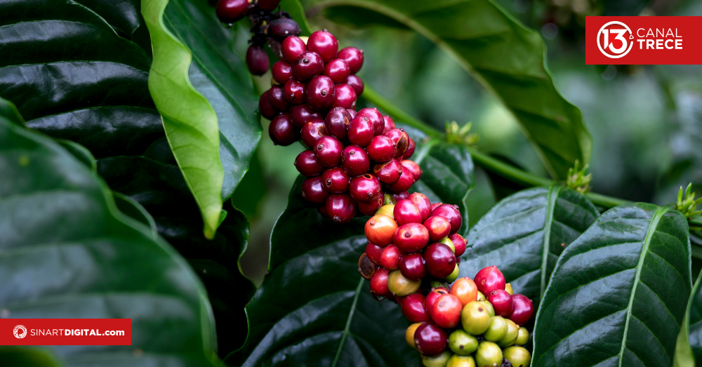 El café de Costa Rica