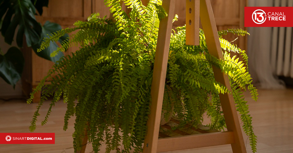 Consejos para que sus helechos luzcan espectaculares