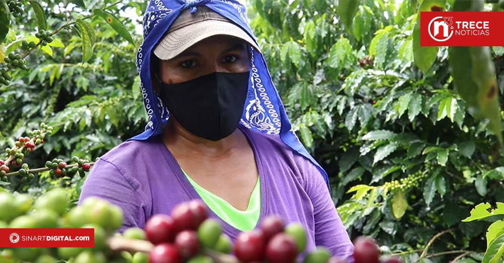 Articulación entre organizaciones protege a recolectores de café