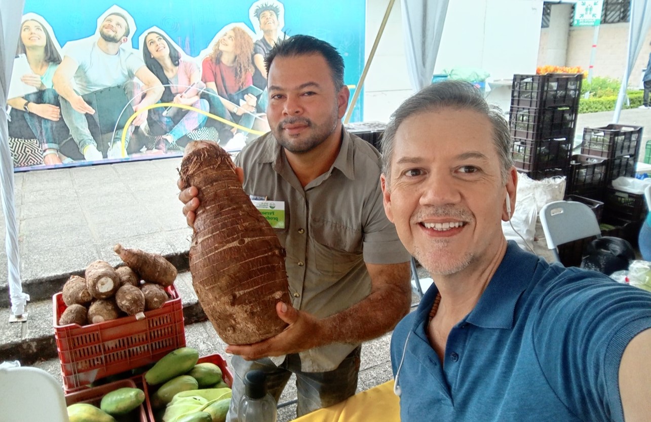 Enorme producción de malanga en Guácimo 