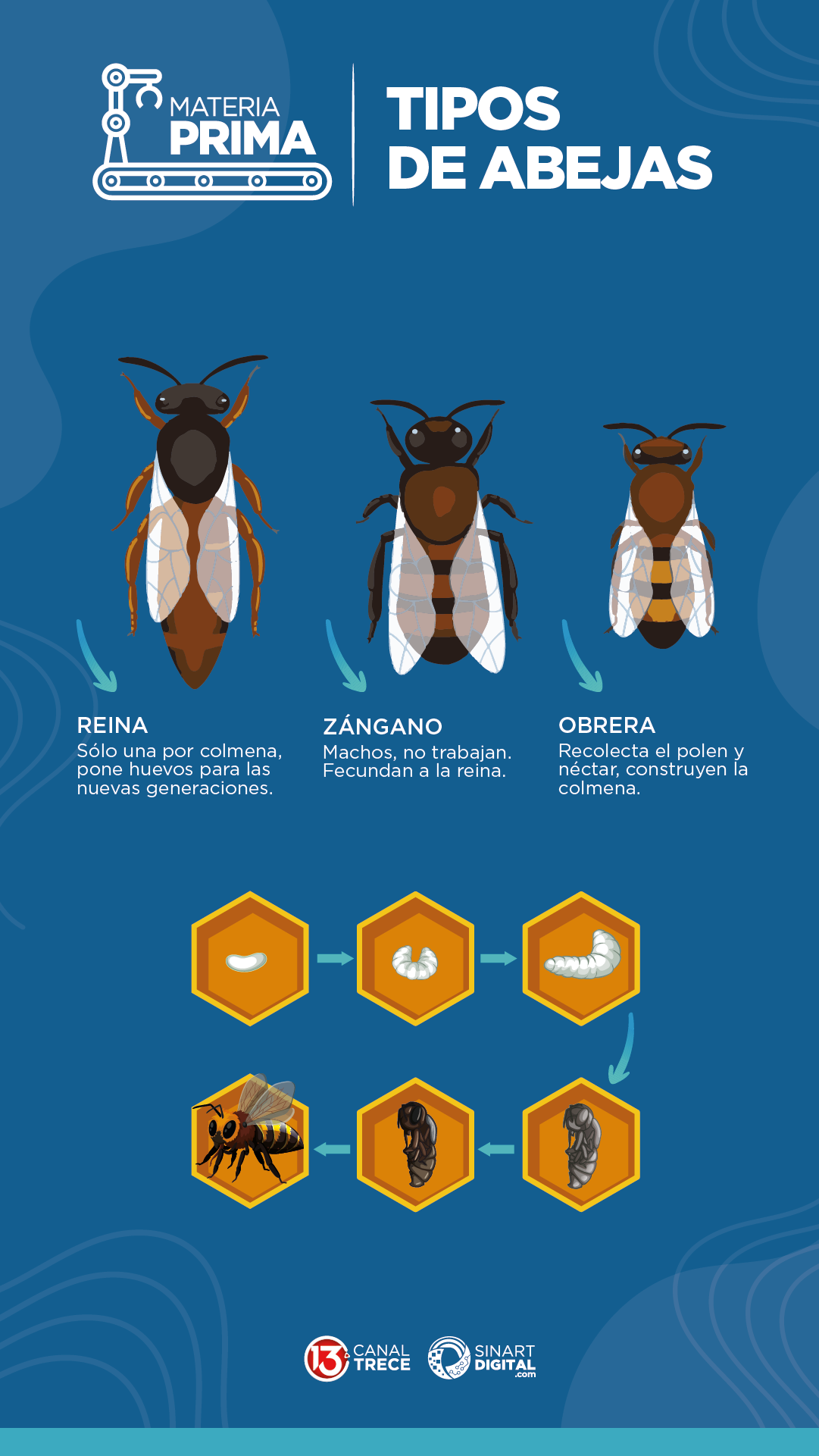 Abejas de la colmena y su metamorfosis