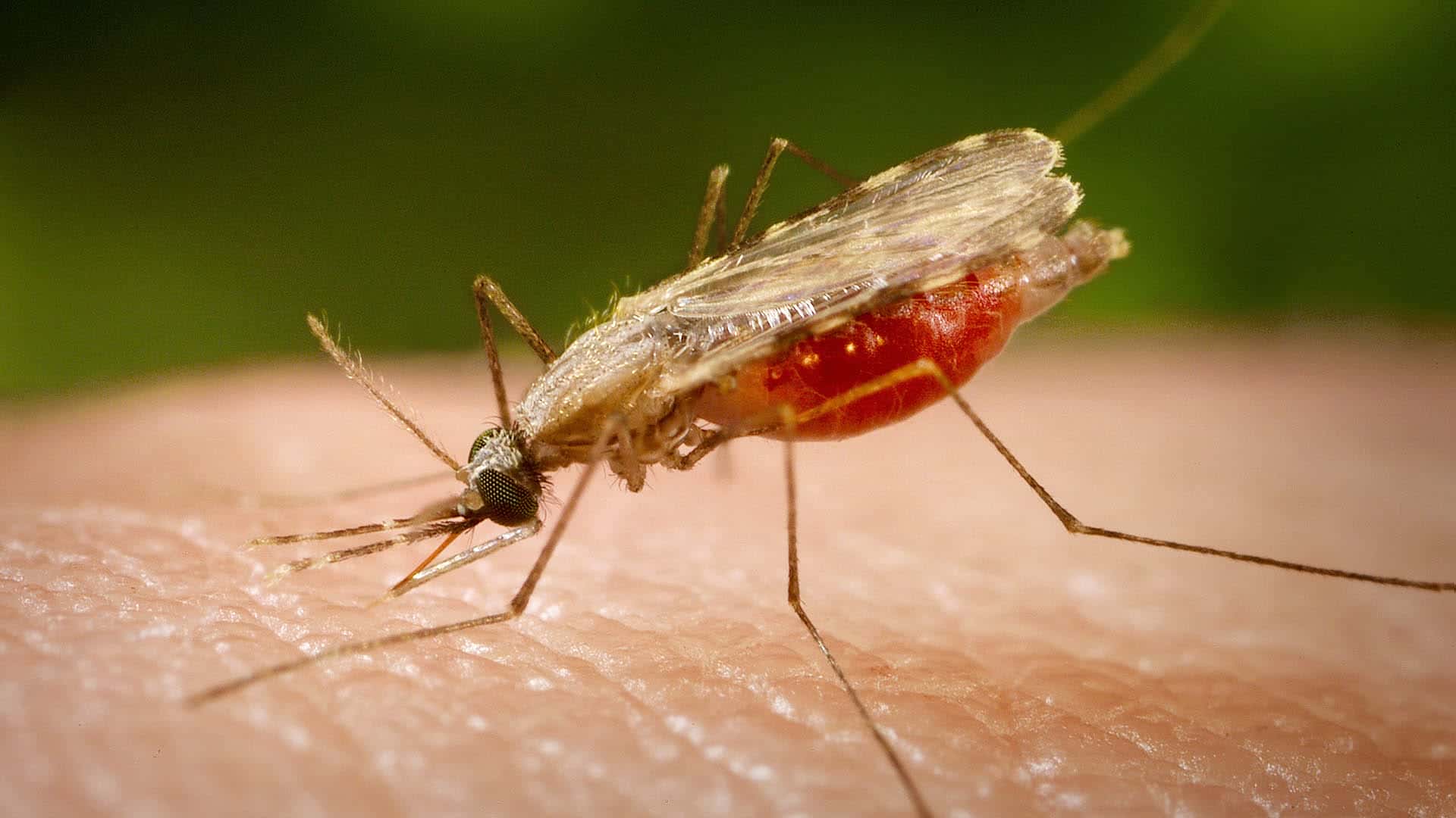 139 casos de malaria se registran en la Región Huetar Norte