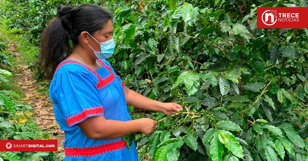 Desmienten informe tendencioso sobre la cosecha de café 