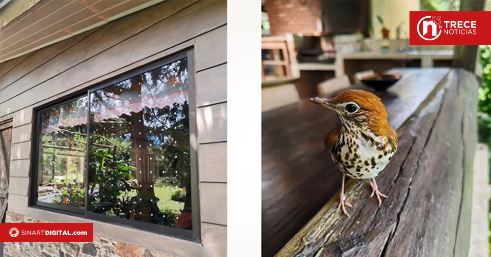 UNED lidera proyecto para salvar aves que colisionan contra ventanas
