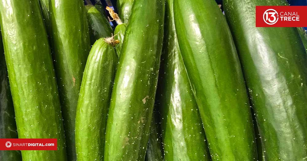 Así se elaboran los pepinillos en conserva Así se elaboran los pepinillos en conserva