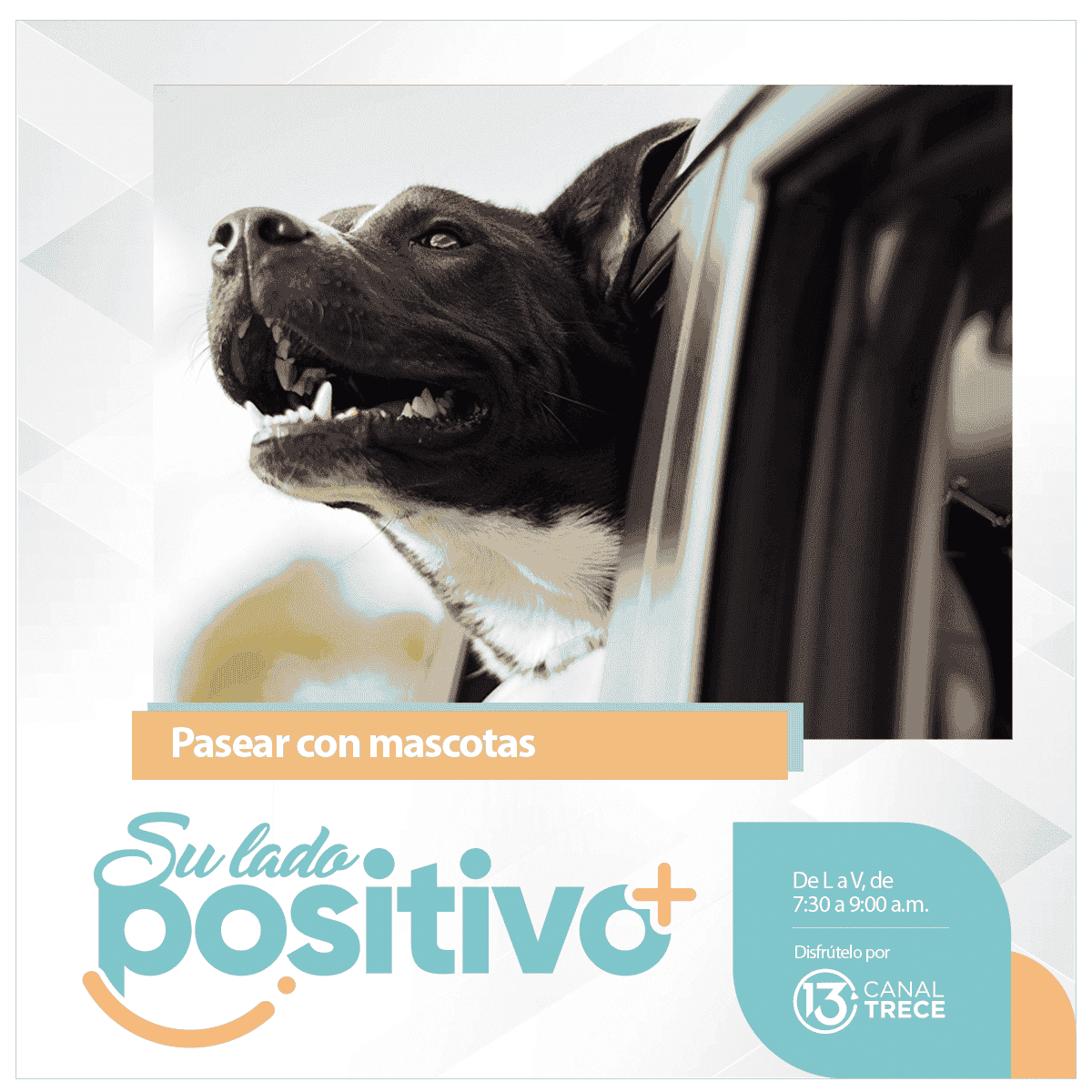 Recomendaciones para viajar con mascotas