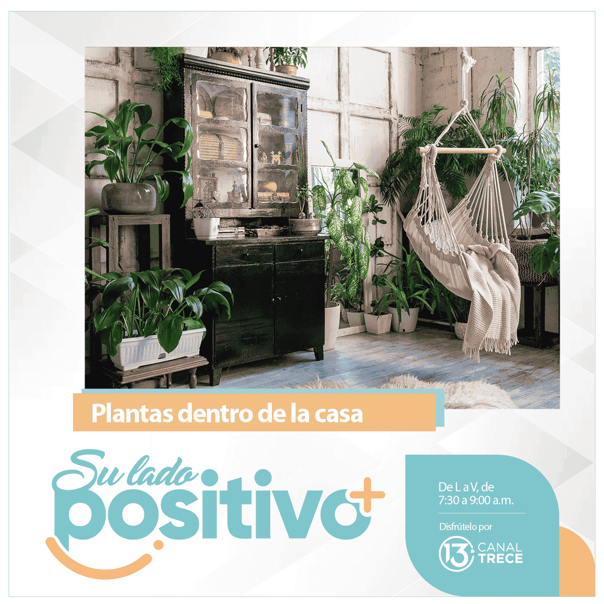 Cuidado para las plantas dentro de la casa