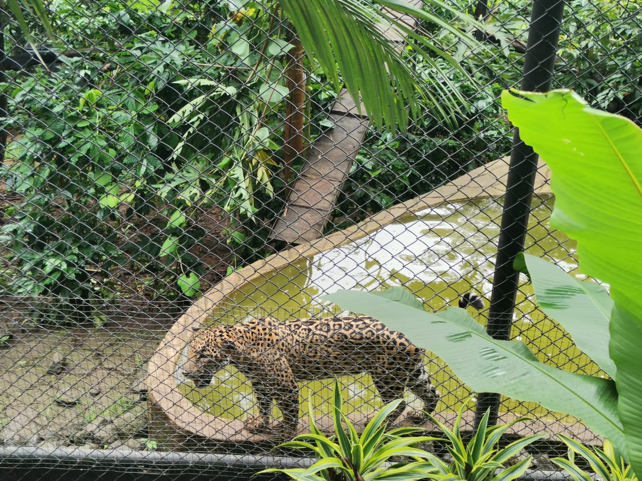 14 animales del Zoológico Simón Bolívar fallecieron 