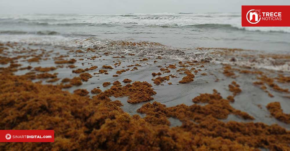 Caribe Norte registra fuerte acumulación de sargazo en sus costas