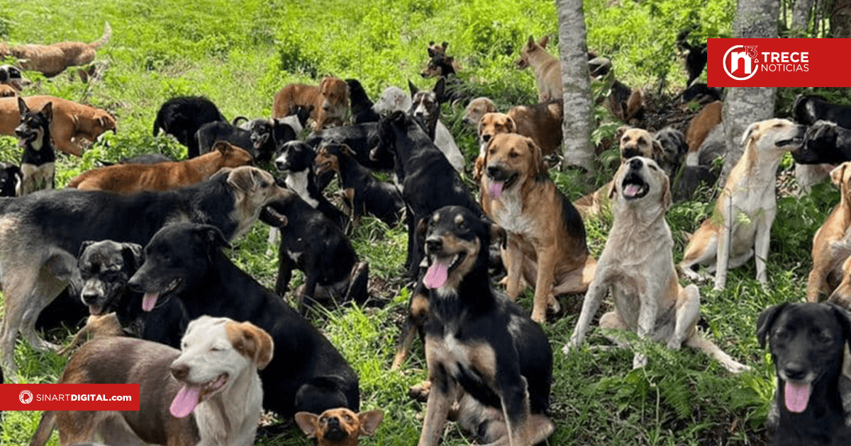 Zaguatón Navideño espera atender 2.400 perros en riesgo 