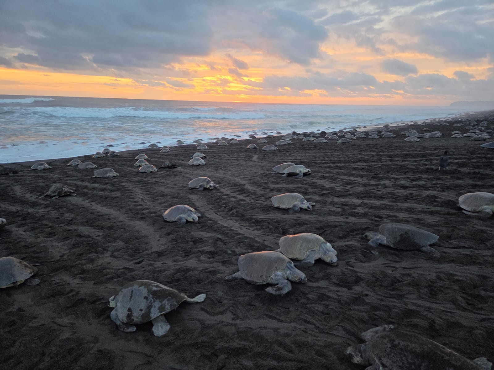 Detienen a dos personas con 125 huevos de tortuga lora en Ostional