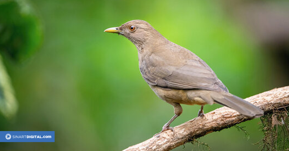 Ave Nacional: El Yigüirro