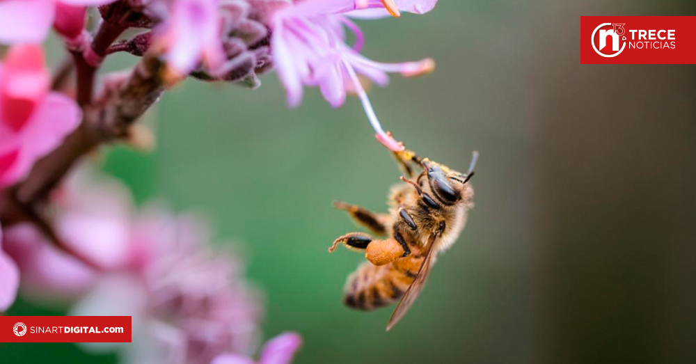 Nueva guía busca impulsar la recuperación de las abejas en Costa Rica