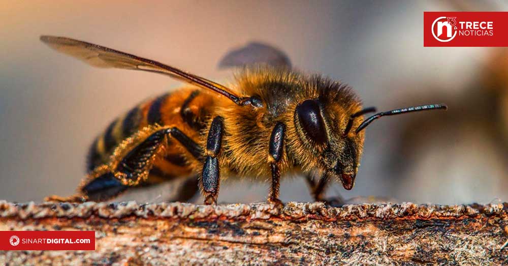 Sustancias que se incluyen en agroquímicos serán eliminadas 
