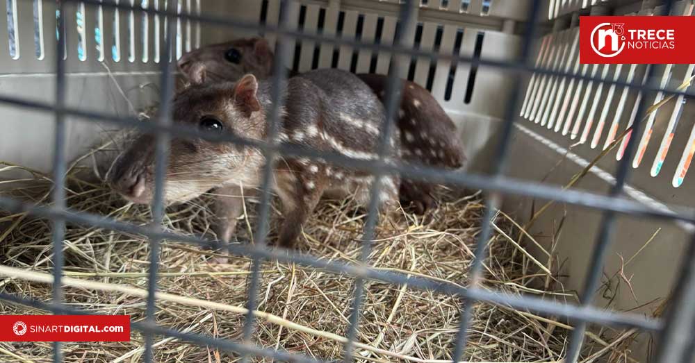 Decomisan animales silvestres en cautiverio