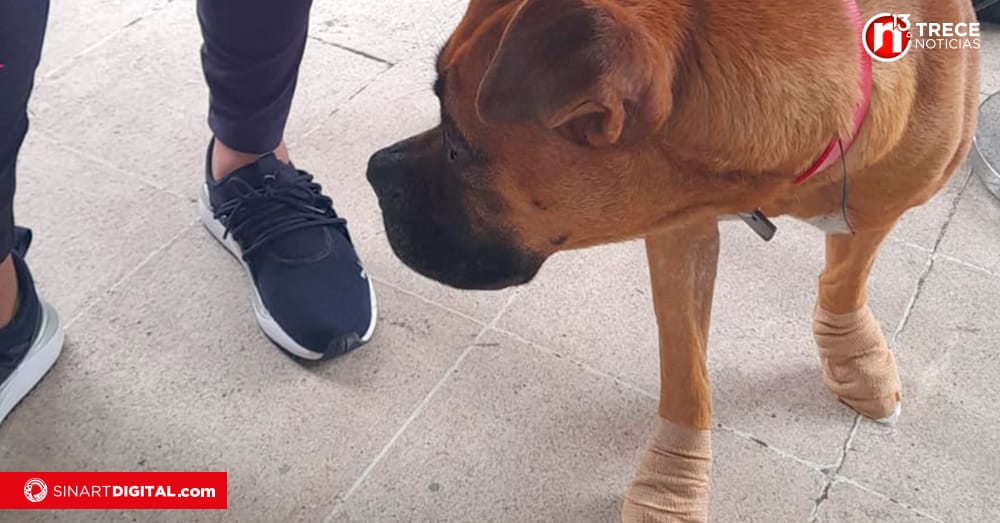 Asociación ha recogido 16 perros abandonados o perdidos en la Romería