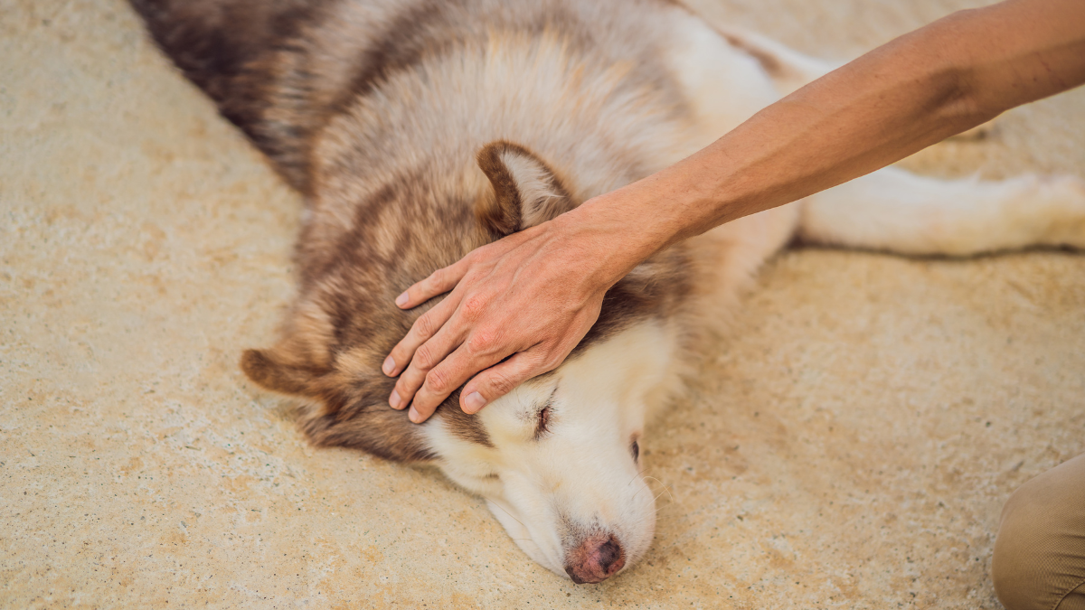 Nueva propuesta de ley reconoce la capacidad de sentir de los animales y refuerza su protección