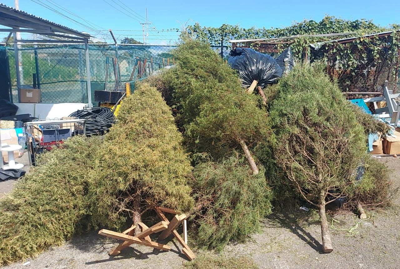 Municipalidad de San José inicia campaña para reciclar árboles de Navidad