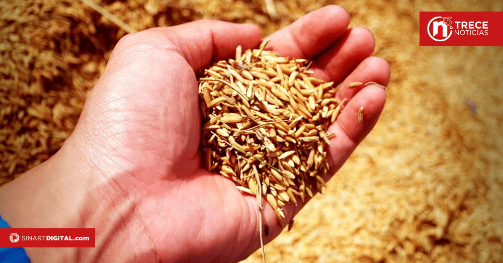 Transformarán la cascarilla del arroz en productos sostenibles